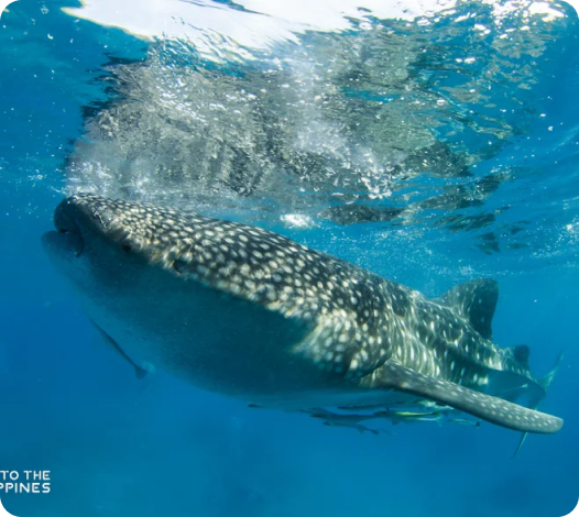 Donsol Whale Shark Interaction Center